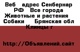 Веб – адрес Сенбернар.РФ - Все города Животные и растения » Собаки   . Брянская обл.,Клинцы г.